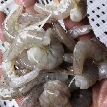 原浆虾仁虾段七彩神仙虎鱼龙鱼牛心汉堡虾拉宠物饲料
