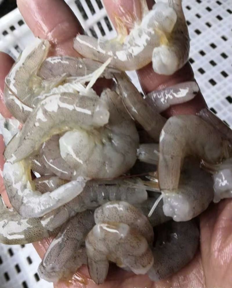 原浆虾仁虾段七彩神仙虎鱼龙鱼牛心汉堡虾拉宠物饲料