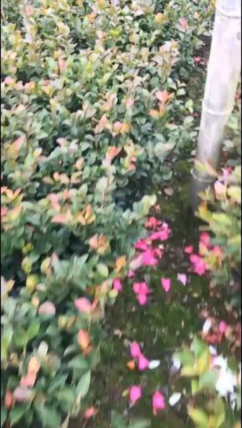 茶梅/绿化苗木/乔灌木/茶梅树苗/原生态树苗/林木树苗