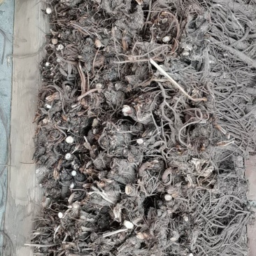 独活柴独来自甘肃千年药库产地源头供货自产自销