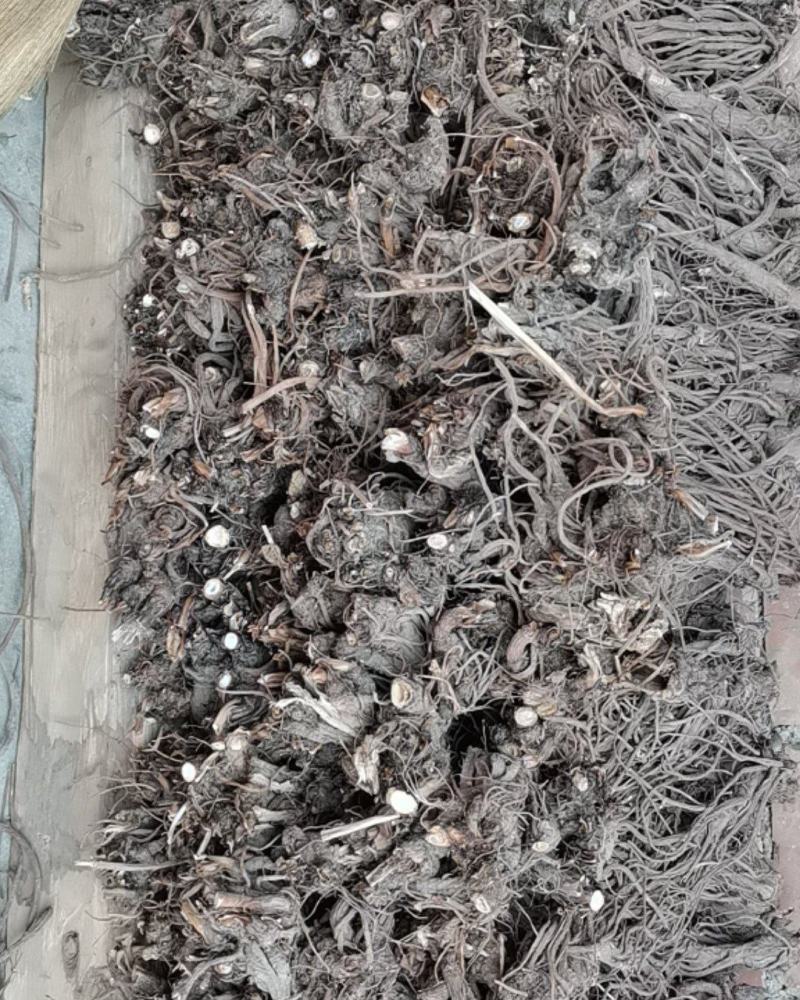 独活柴独来自甘肃千年药库产地源头供货自产自销