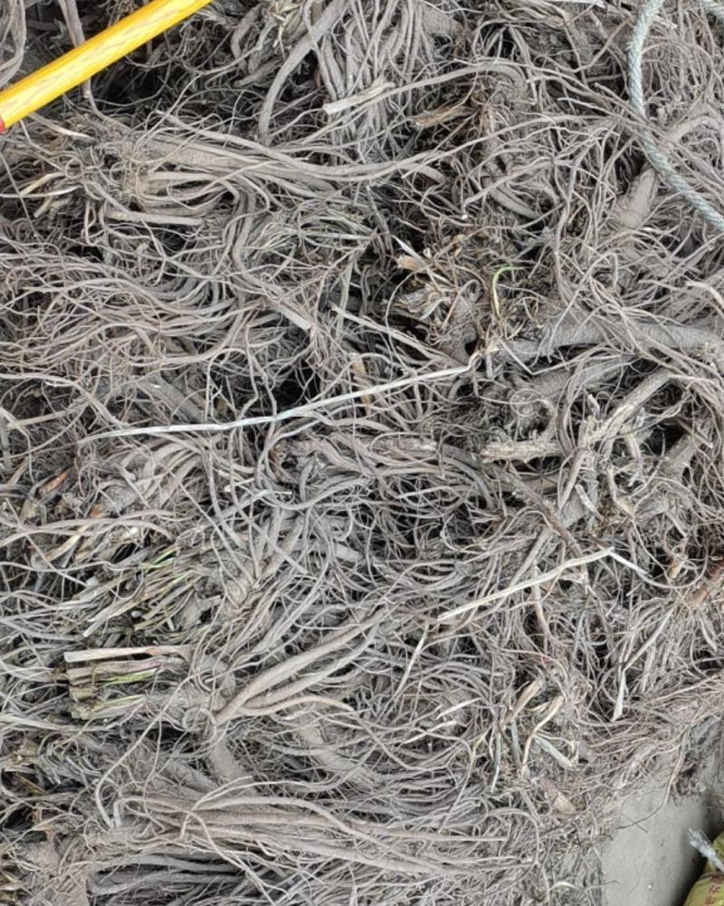 独活柴独来自甘肃千年药库产地源头供货自产自销