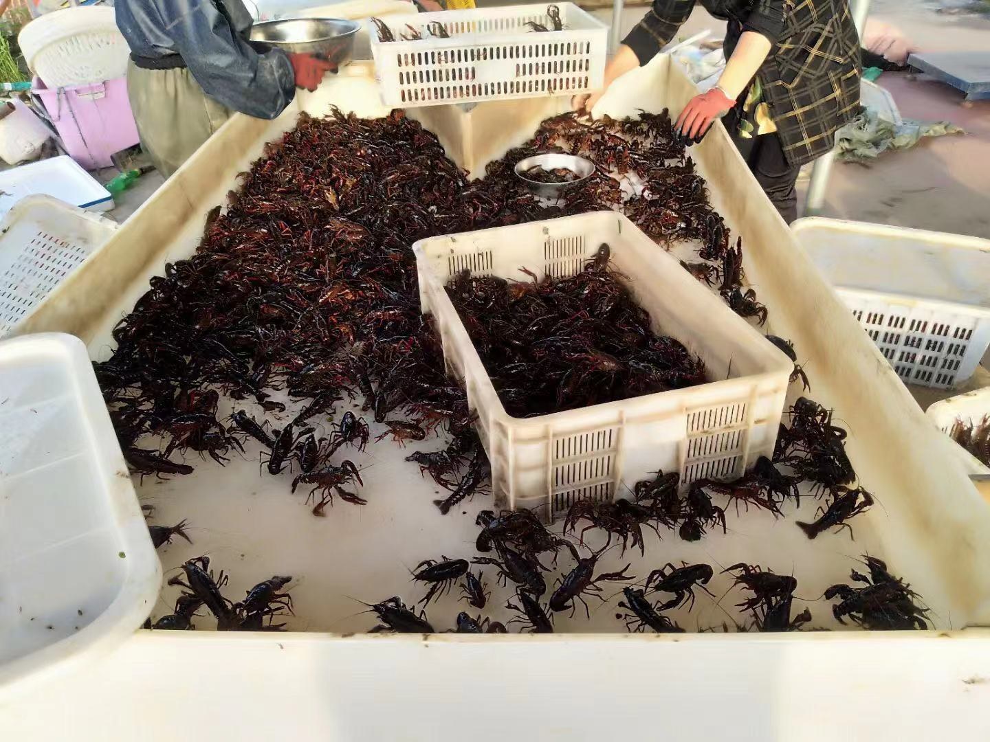 小龙虾捕捞现场