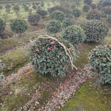 茶梅/绿化苗木/乔灌木/茶梅/林木树苗/原生态树苗/种苗
