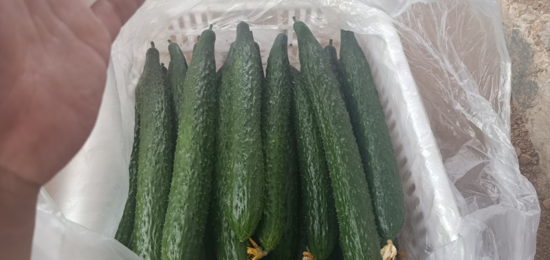 常年供应蔬菜水果，自营基地1500亩，可定植，可采摘。