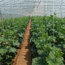 常年供应蔬菜水果，自营基地1500亩，可定植，可采摘。