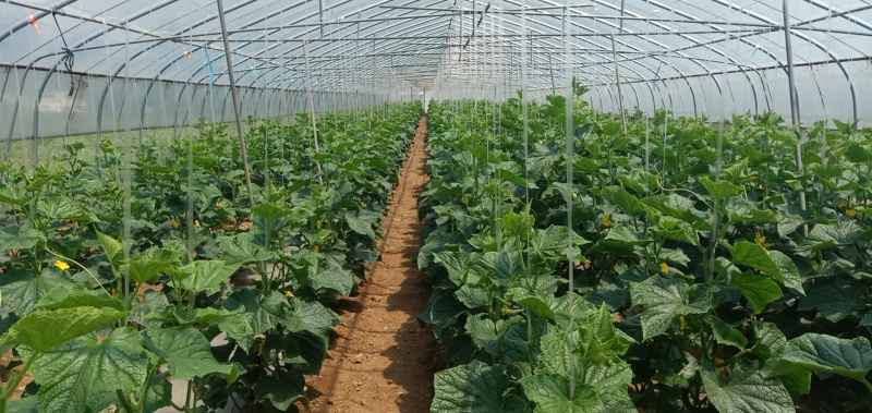 常年供应蔬菜水果，自营基地1500亩，可定植，可采摘。