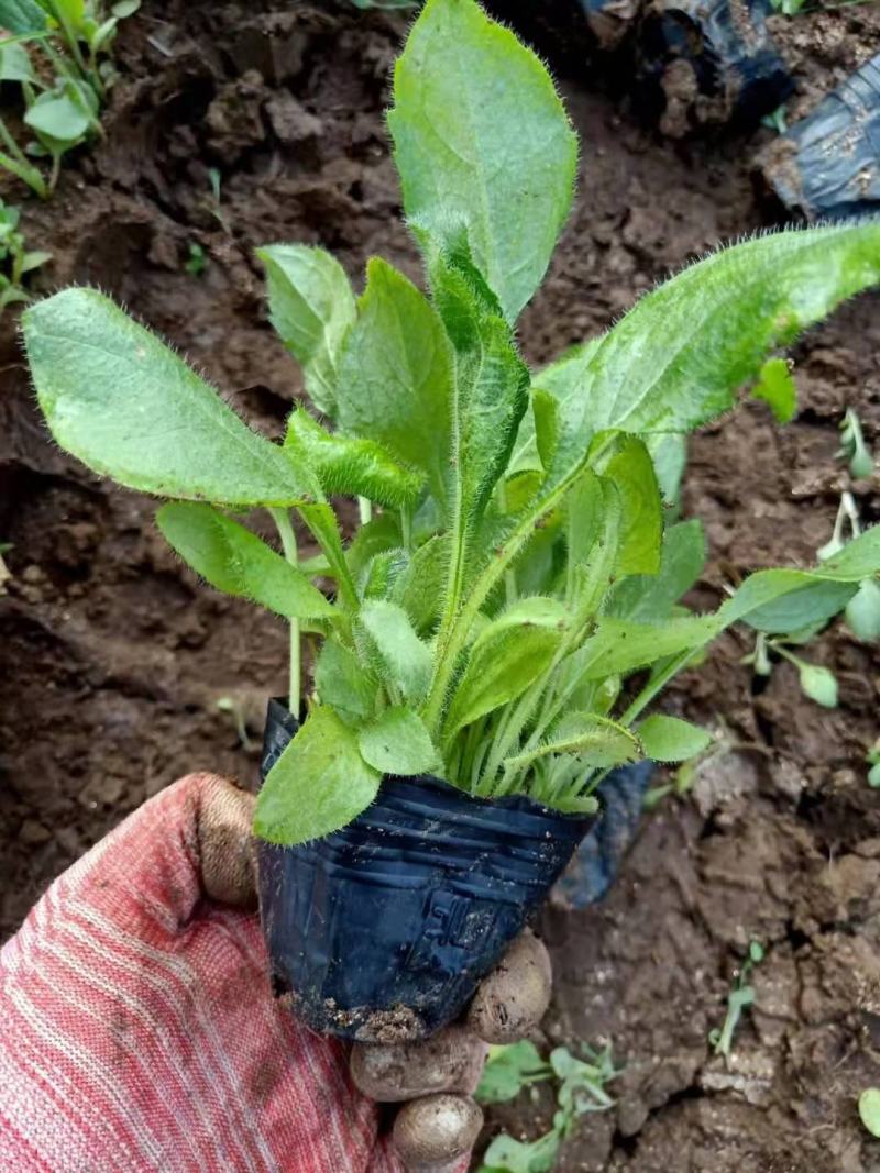 金光菊，营养钵苗，品种纯正，一手货源，大量有货