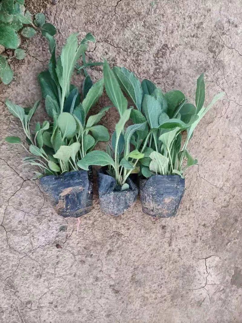 金光菊，营养钵苗，品种纯正，一手货源，大量有货