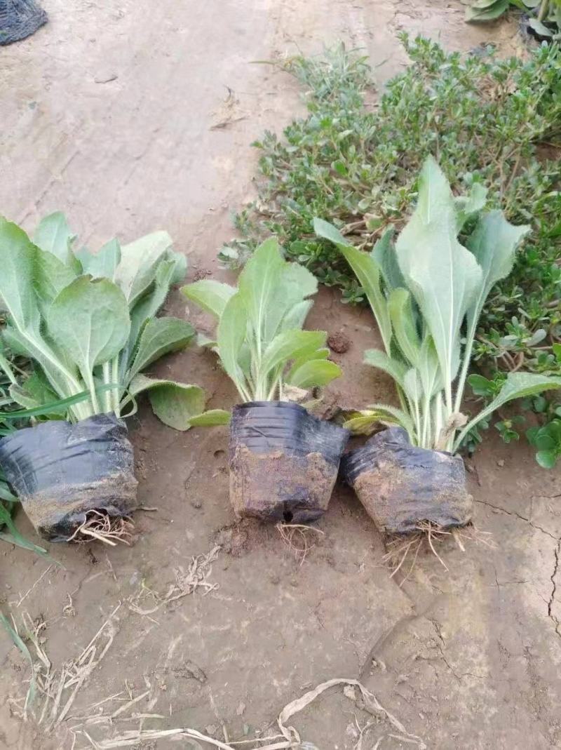 金光菊，营养钵苗，品种纯正，一手货源，大量有货