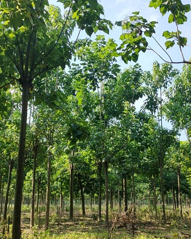 精品楸树，梓树，海量供应10-16公分！栾树12公分
