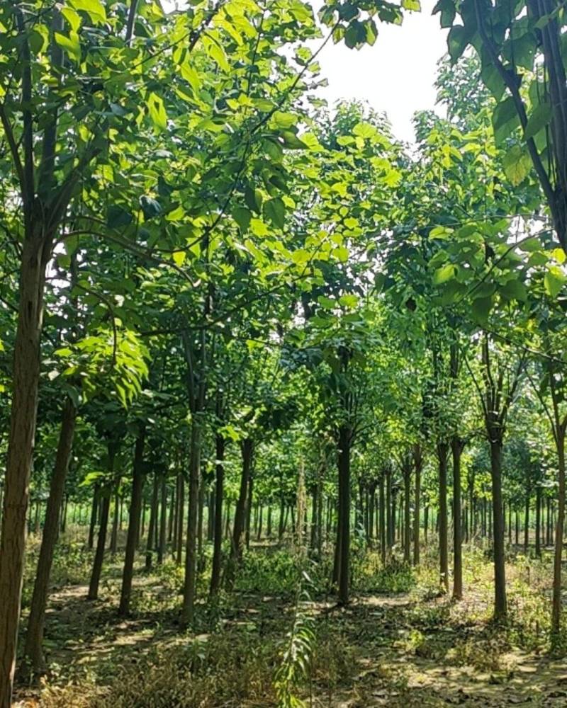 精品楸树，梓树，海量供应10-16公分！栾树12公分