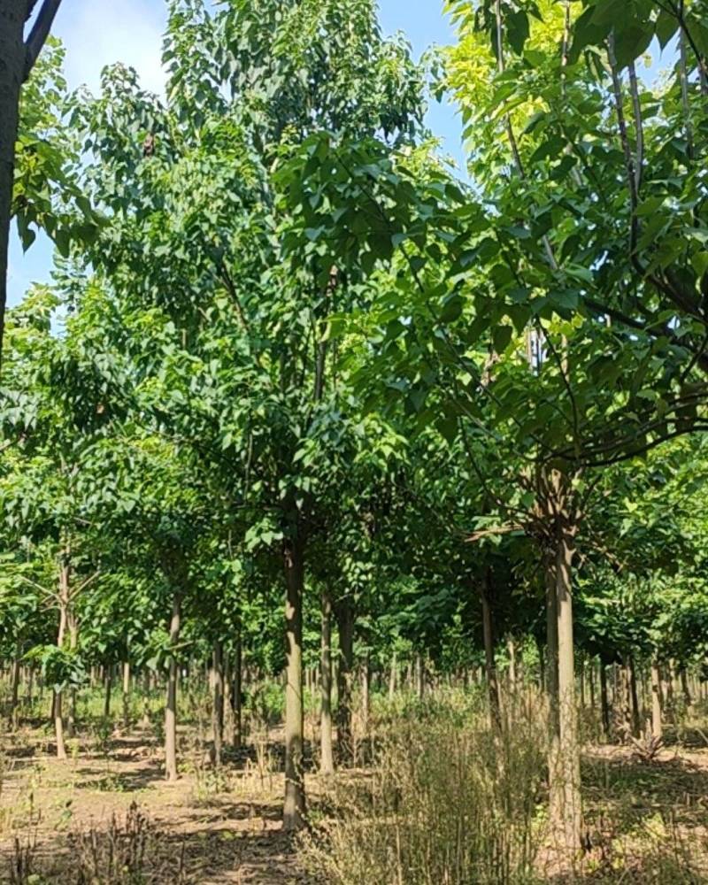 精品楸树，梓树，海量供应10-16公分！栾树12公分