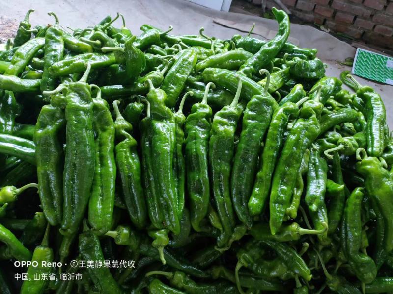 推荐鲜辣椒301辣椒尖椒【以质论价】产地直发现摘现卖