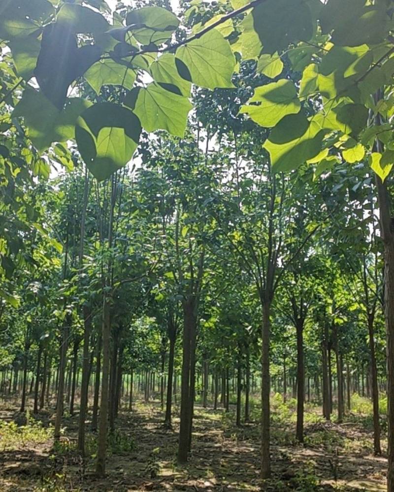 精品楸树，梓树，海量供应10-16公分！栾树12公分