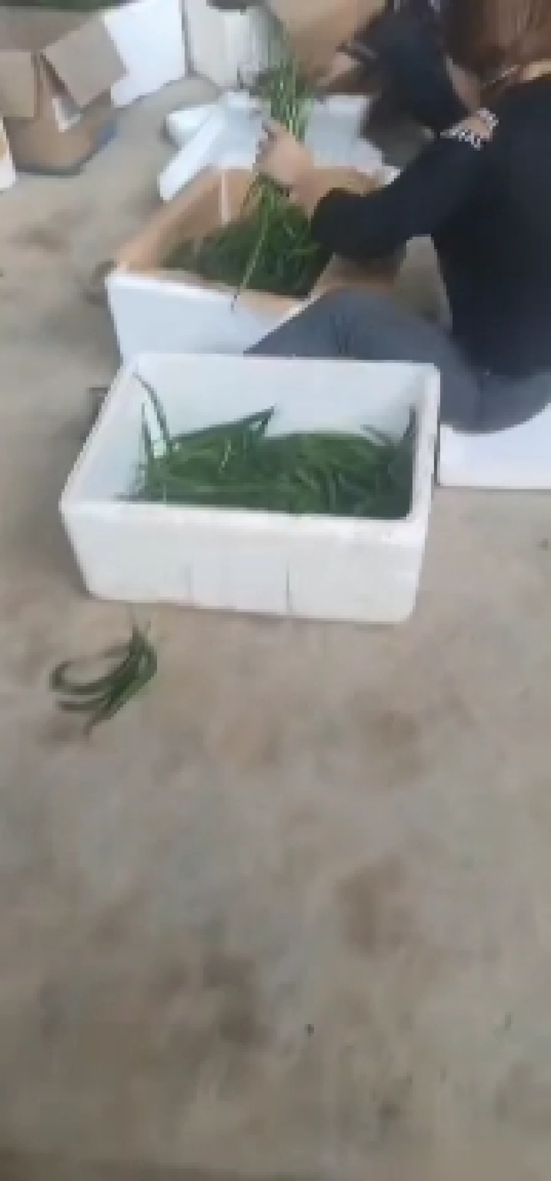 甘肃线椒鲜辣椒甘肃种植基地物鲜辣椒质美价廉保质保量