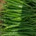 甘肃线椒鲜辣椒甘肃种植基地物鲜辣椒质美价廉保质保量