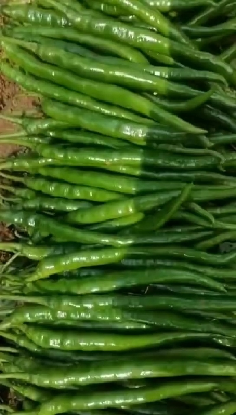 甘肃线椒鲜辣椒甘肃种植基地物鲜辣椒质美价廉保质保量