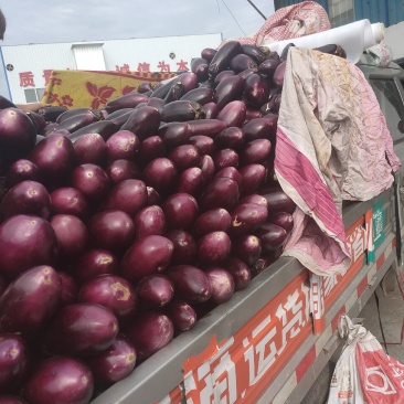蒲城茄子大量上市，需要的赶紧联系了