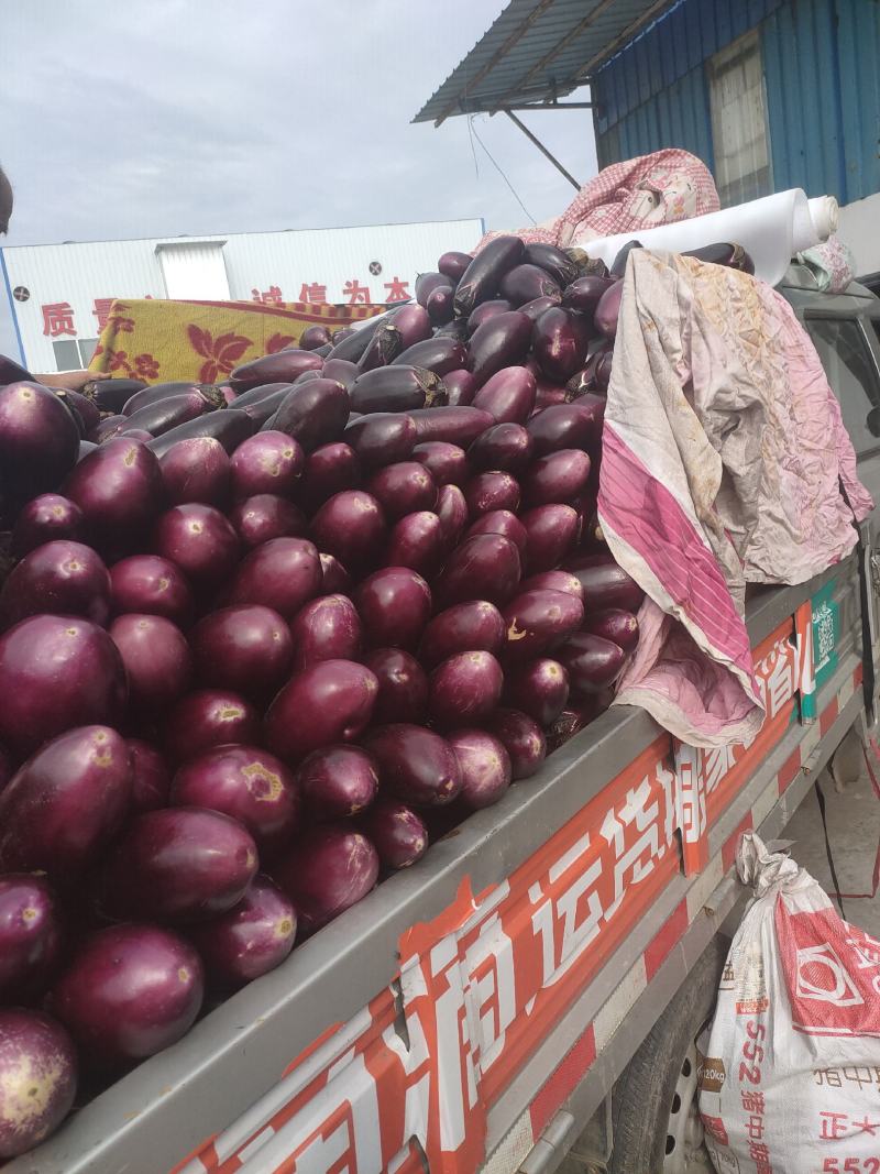 蒲城茄子大量上市，需要的赶紧联系了