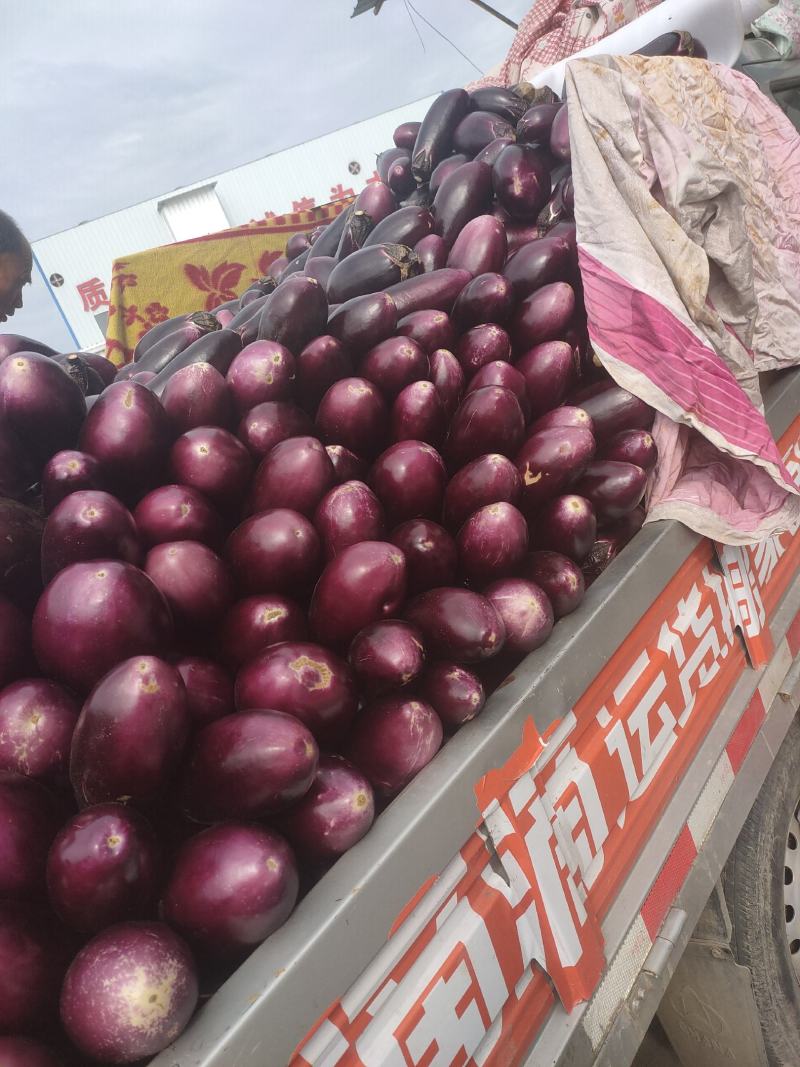 蒲城茄子大量上市，需要的赶紧联系了