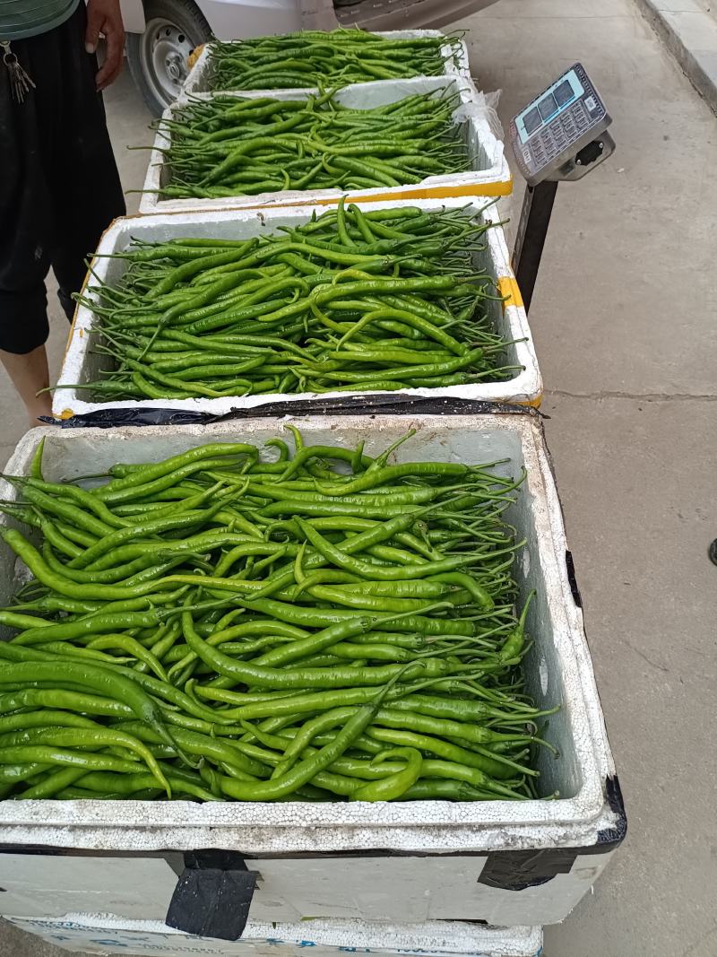 陕西高山辣椒，二荆条，8号椒，万亩基地，