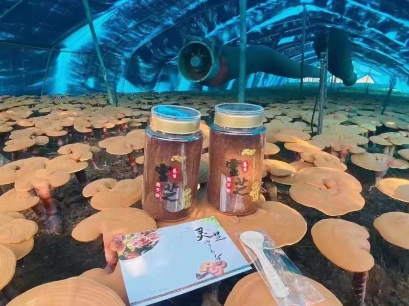 长白山灵芝孢子粉低温碾压木段灵芝孢子粉一手货源产地直供
