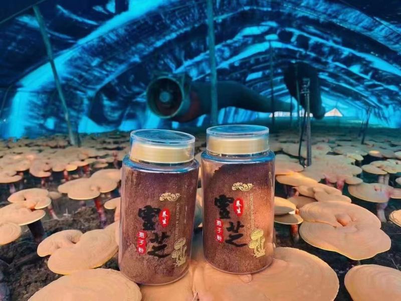 长白山灵芝孢子粉低温碾压木段灵芝孢子粉一手货源产地直供