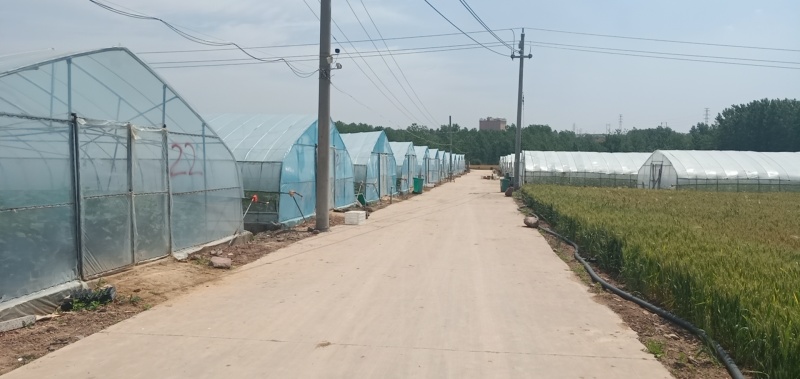 常年供应蔬菜水果，自营基地1500亩，可定植，可采摘。