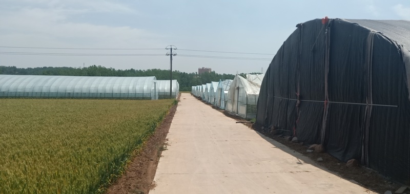 常年供应蔬菜水果，自营基地1500亩，可定植，可采摘。
