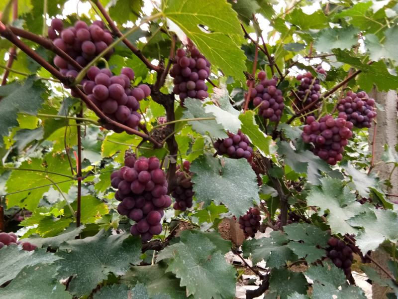 洛阳偃师巨峰葡萄开始上市了
