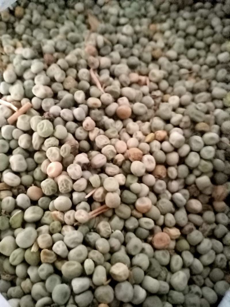 碗豆籽