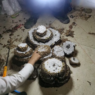 有老板看上的嘛，可以长期合作！