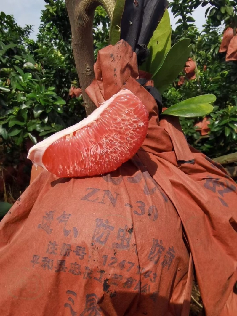 广西柚子大量上市了
