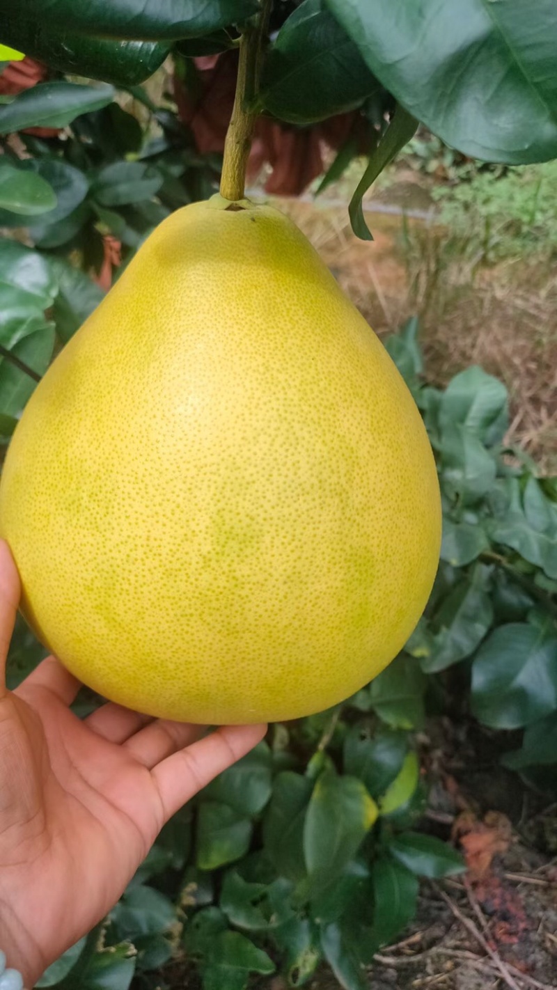 广西柚子大量上市了