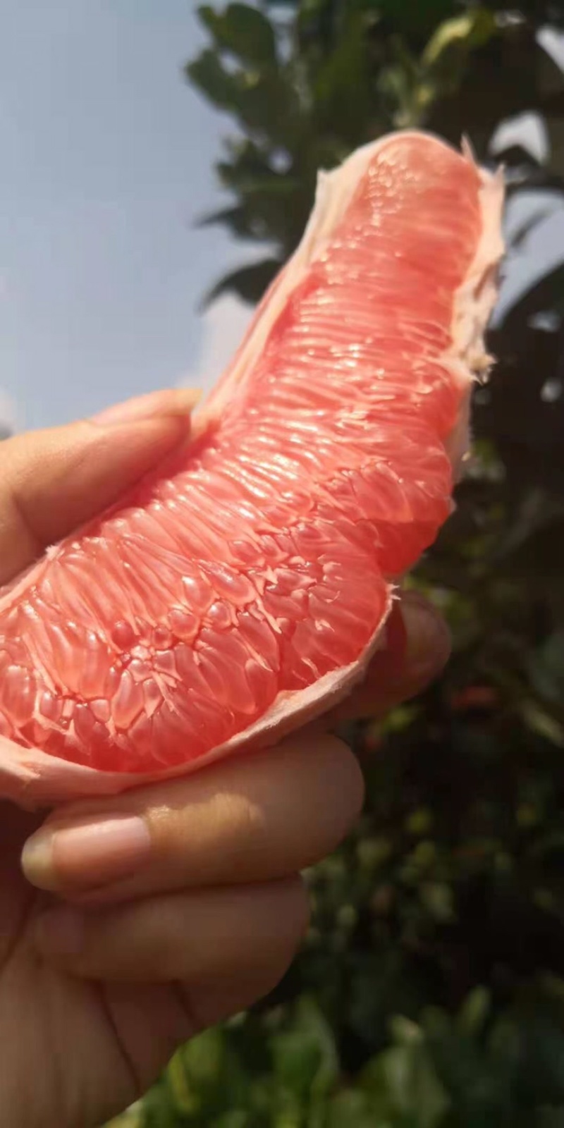 广西柚子大量上市了