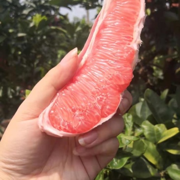 广西柚子大量上市了