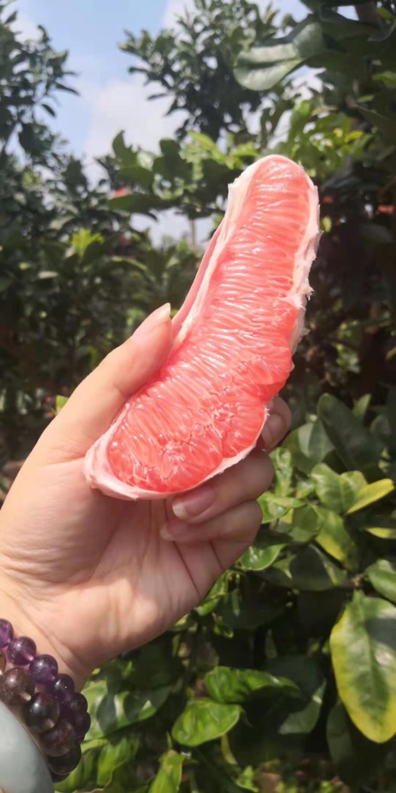 广西柚子大量上市了