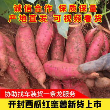 河南开封沙地西瓜红，大量上市，欢迎全国各地老板前来采购！