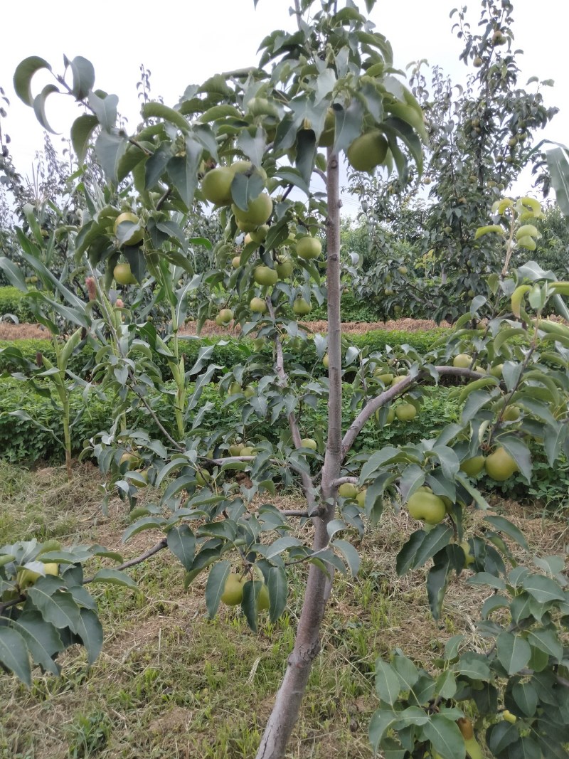 辽宁茄梨产地货源皮薄汁多货源充足