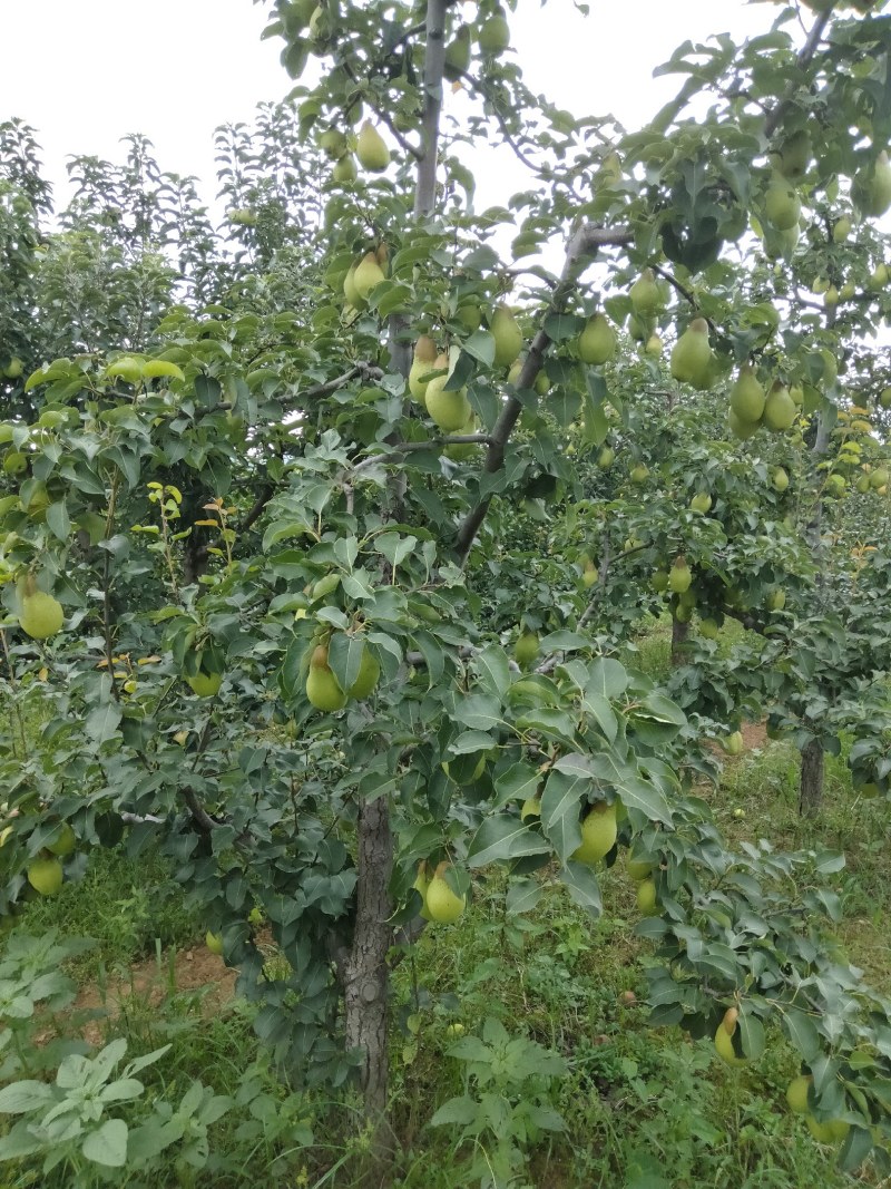 辽宁茄梨产地货源皮薄汁多货源充足