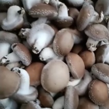 鲜香菇