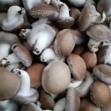 鲜香菇