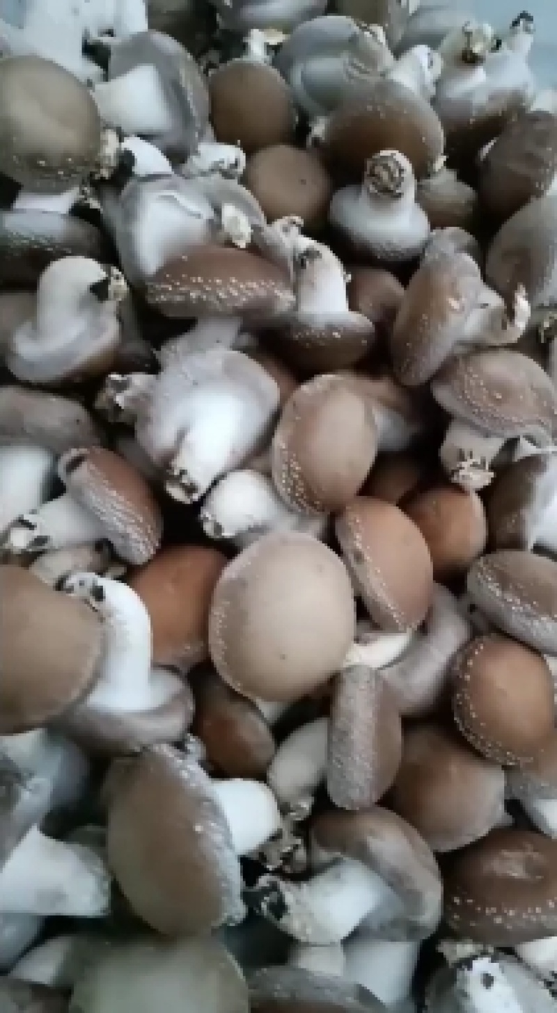 鲜香菇