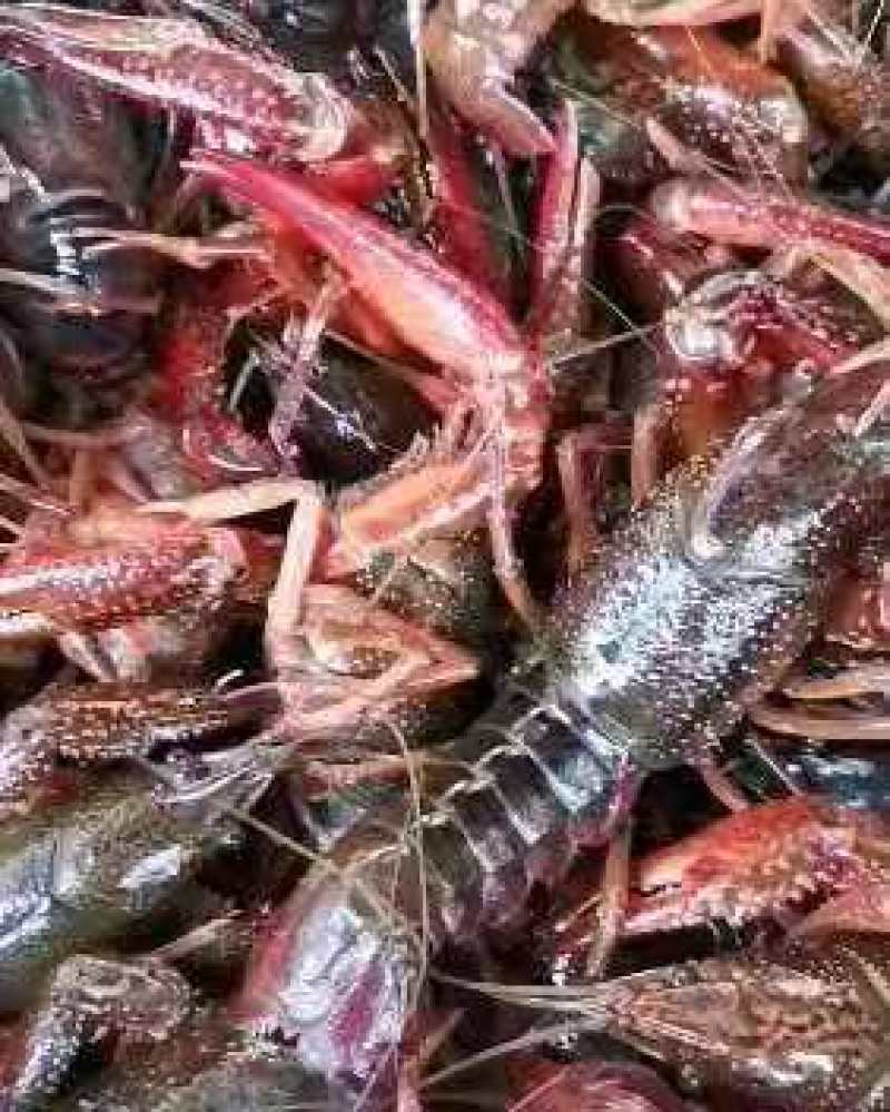 湖北洪湖清水小龙虾，肉质肥美，质量保证，耐运输可全国发货