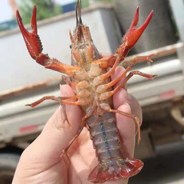 湖北洪湖清水小龙虾,肉质肥美,质量保证,耐运输可全国发货
