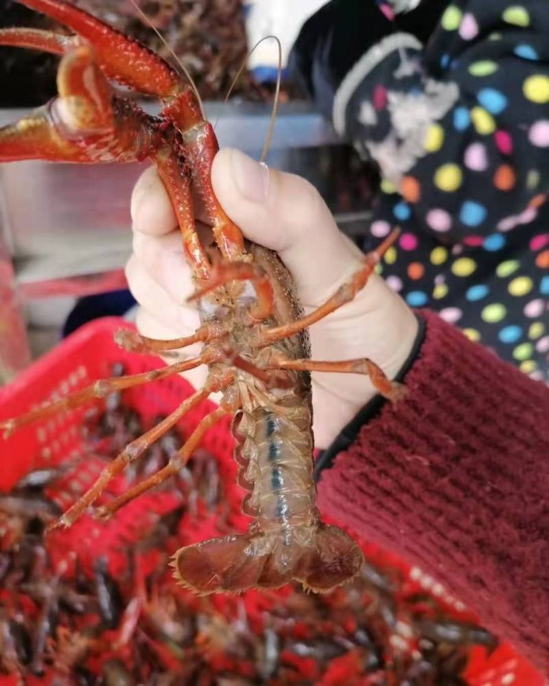 湖北洪湖清水小龙虾，肉质肥美，质量保证，耐运输可全国发货
