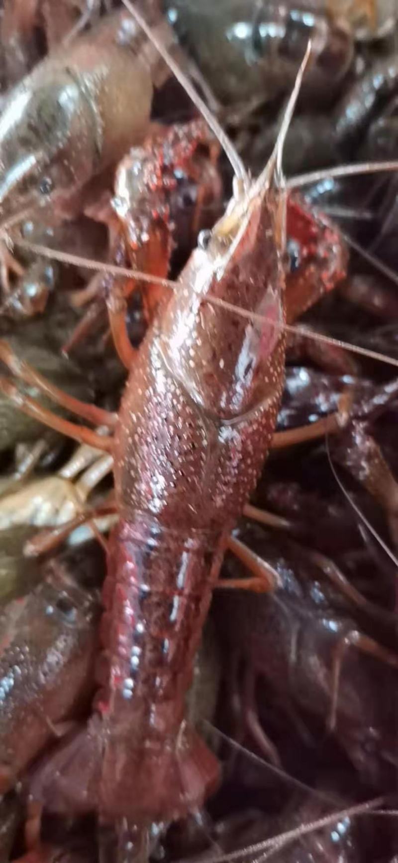 湖北洪湖清水小龙虾，肉质肥美，质量保证，耐运输可全国发货
