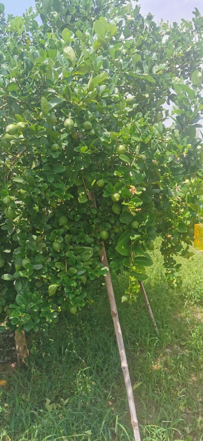自己基地香水柠檬