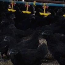 五黑绿壳蛋鸡苗青年鸡快开产五黑鸡五黑鸡价格
